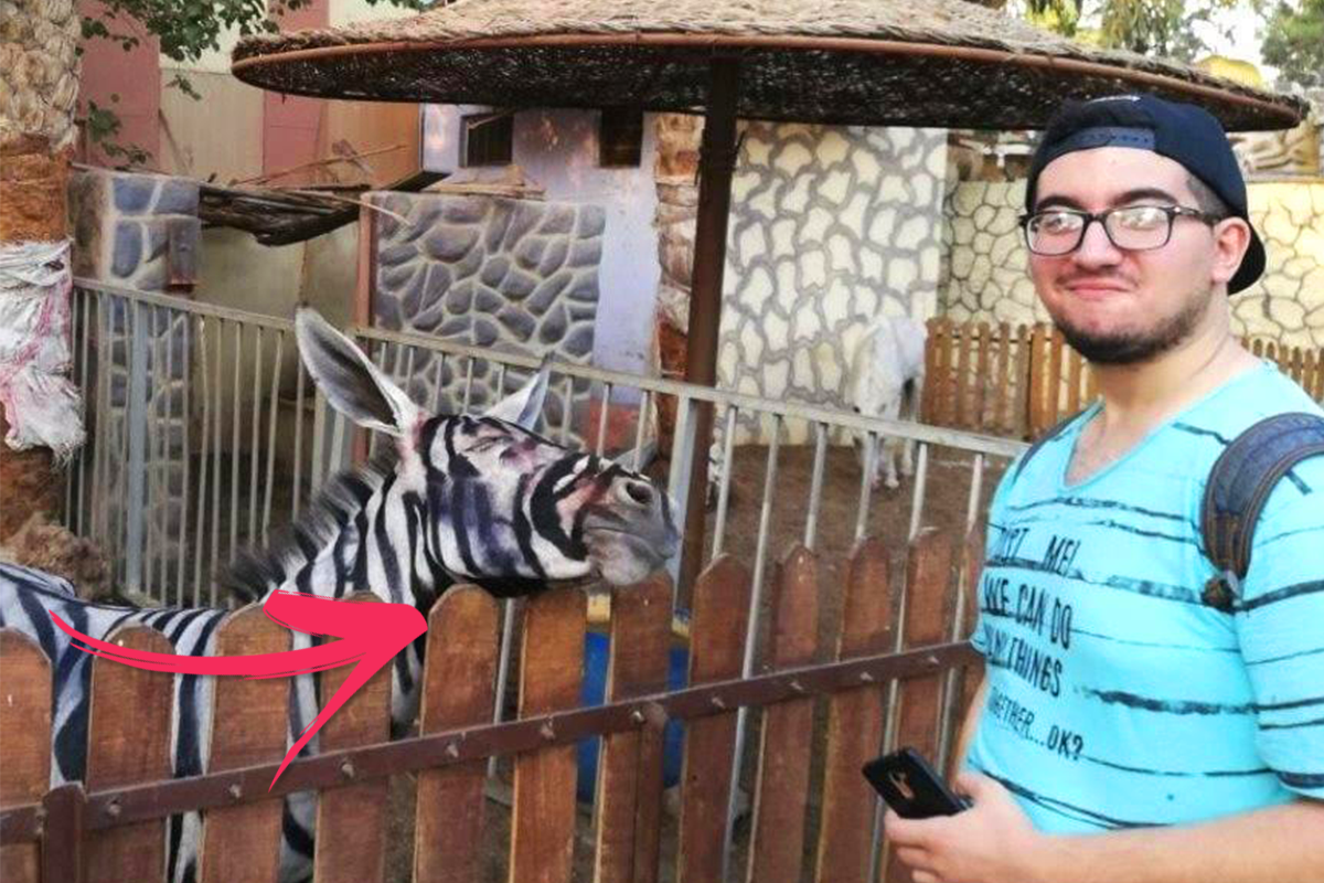 V egyptskej zoo nemali zebru, tak to vyriešili po svojom. Vďaka bizarnému klamstvu sa jej smeje celý svet!