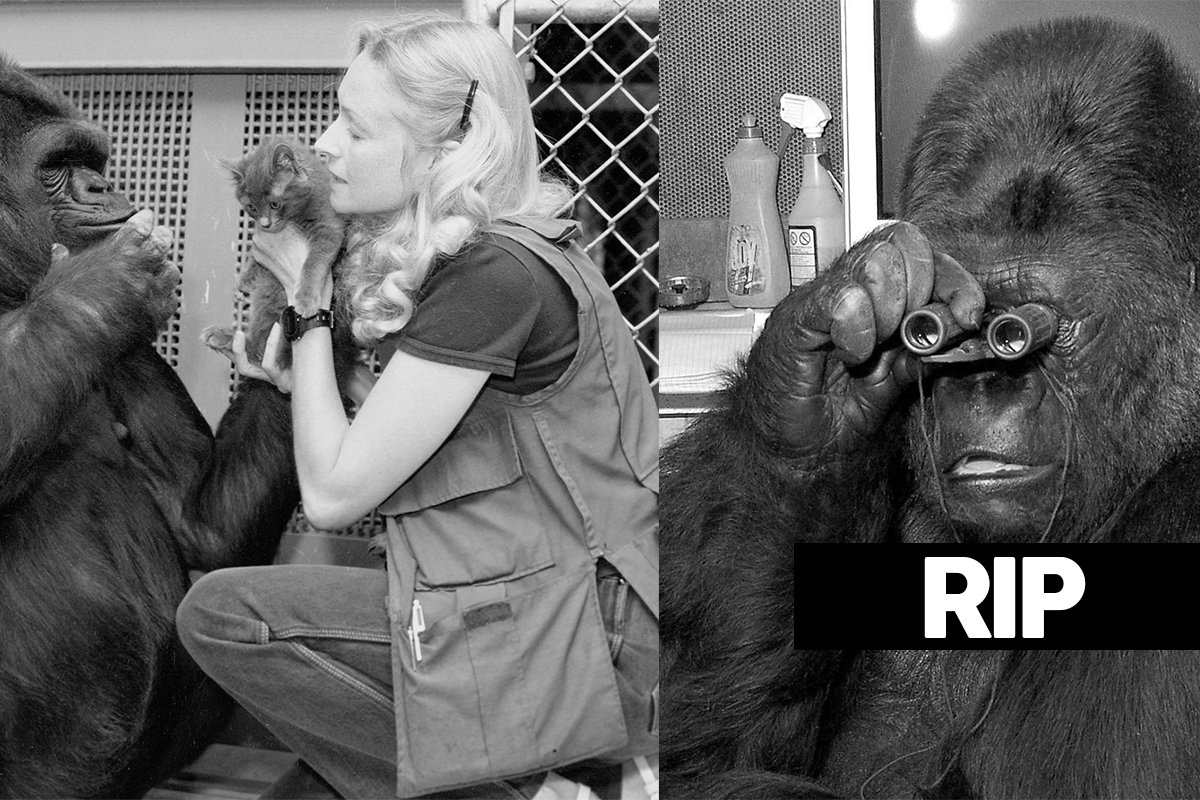 Zomrela gorila Koko, ktorá milovala mačky a dokázala komunikovať znakovou rečou