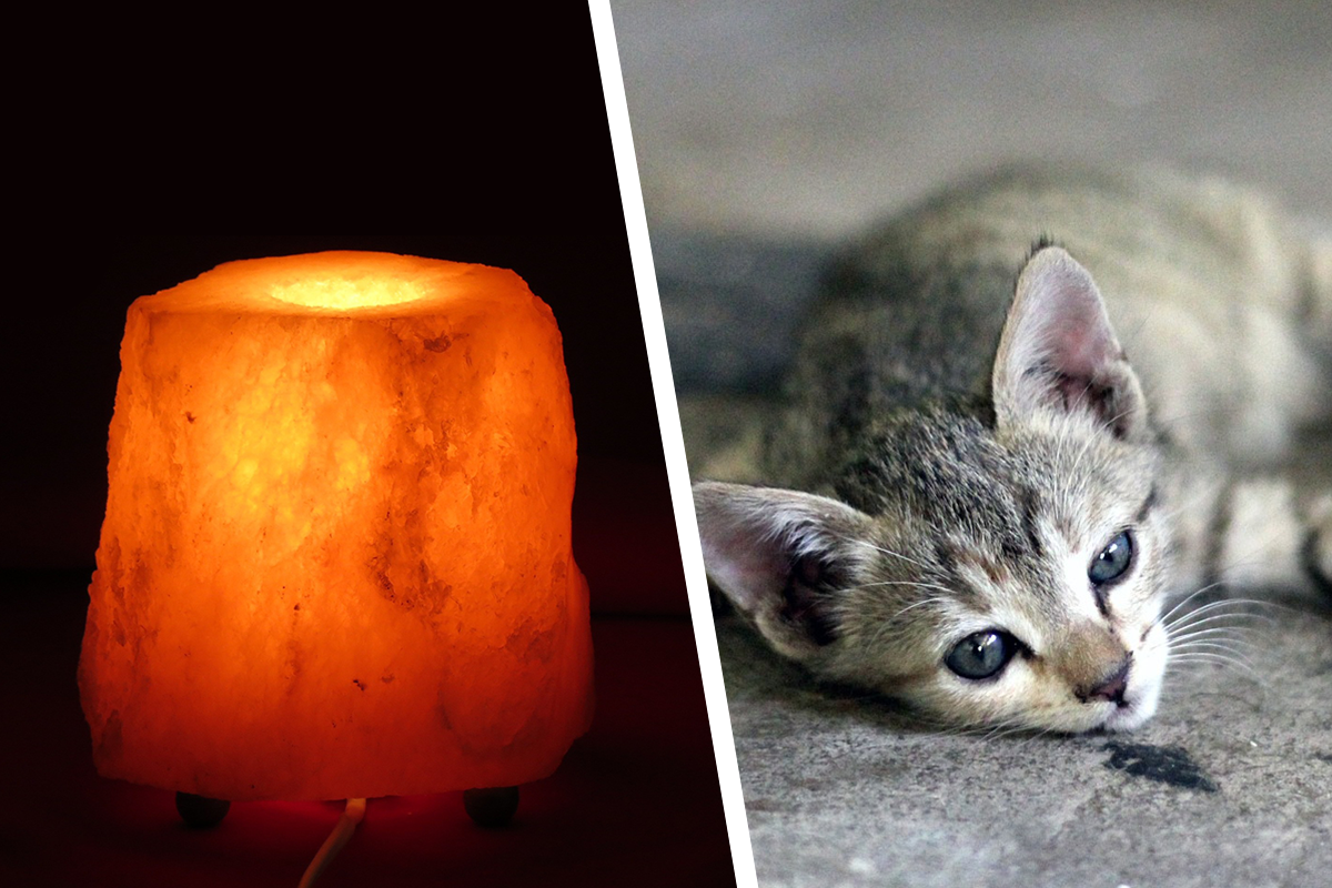 Veterinári vydávajú varovanie: mačka takmer zomrela po tom, čo ju otrávila soľná lampa