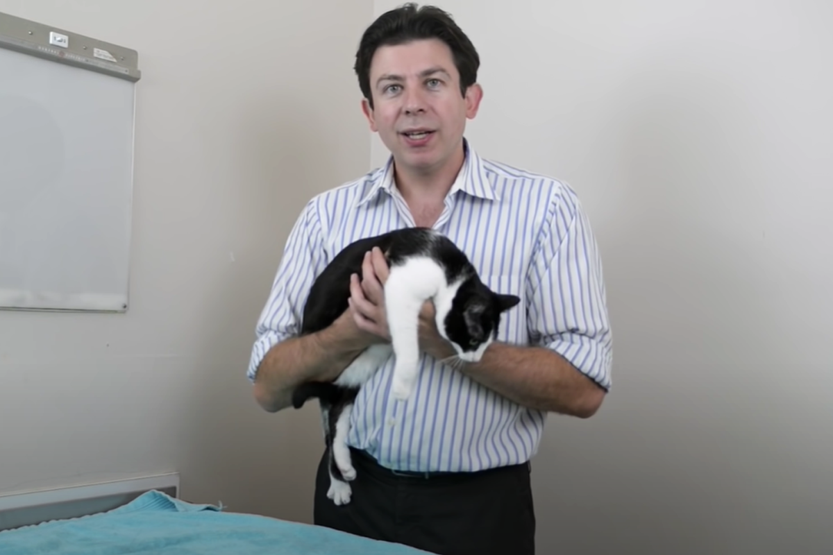 Myslel si si, že vieš, ako správne držať mačku? Tento veterinár ti ukáže, ako na to