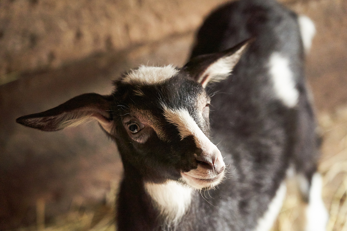 Tieto zábavné videá s kozami ťa presvedčia, že aj ony môžu byť perfektný zvierací spoločník