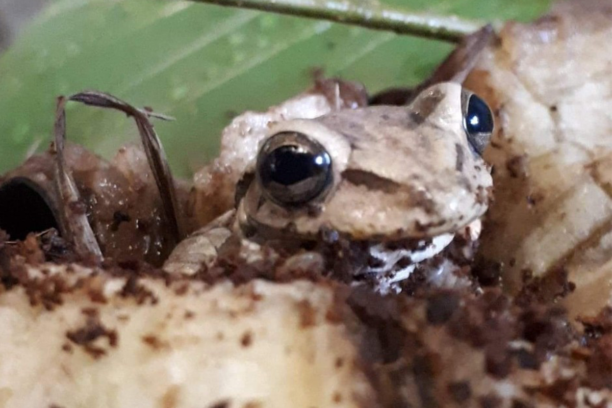 Zamestnanci supermarketu našli medzi banánmi exotickú žabu