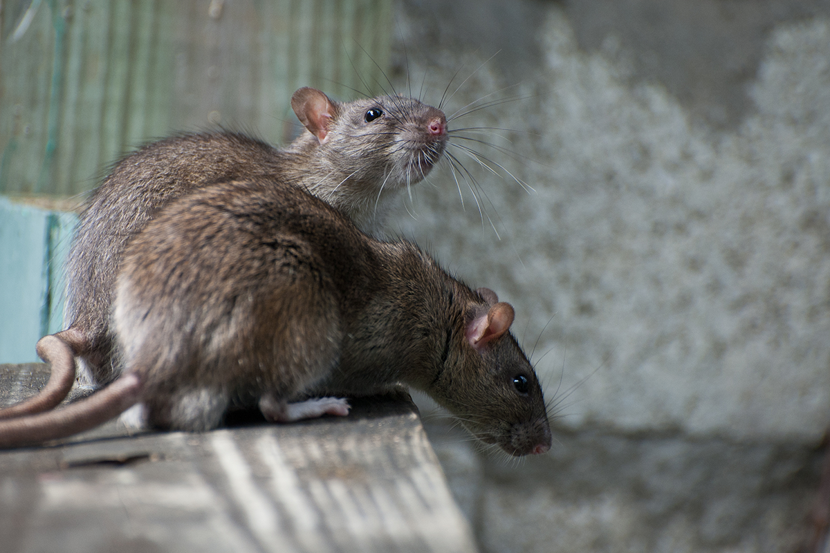 Žene sa podarilo zachytiť absurdnú bitku potkanov, z ktorej sa stal virál