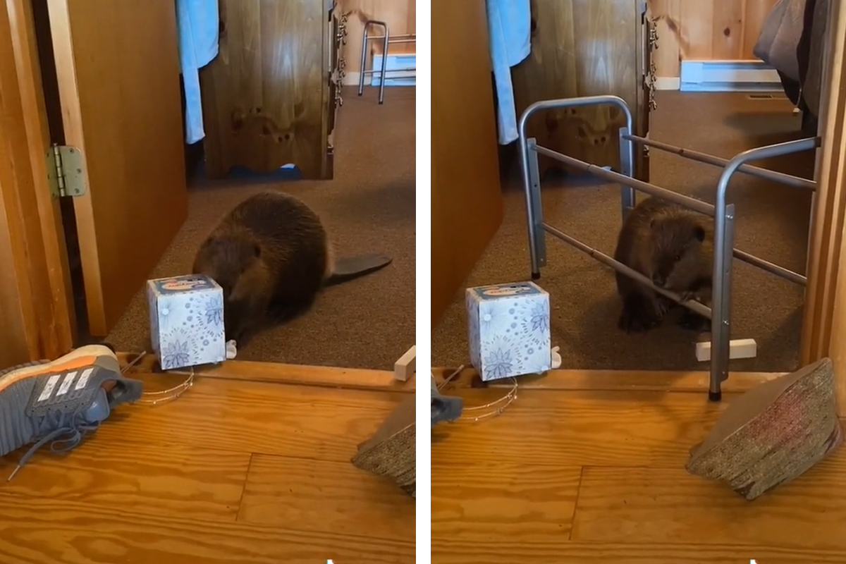 Takto to vyzerá, keď sa bobor rozhodne stavať hrádzu v obývačke