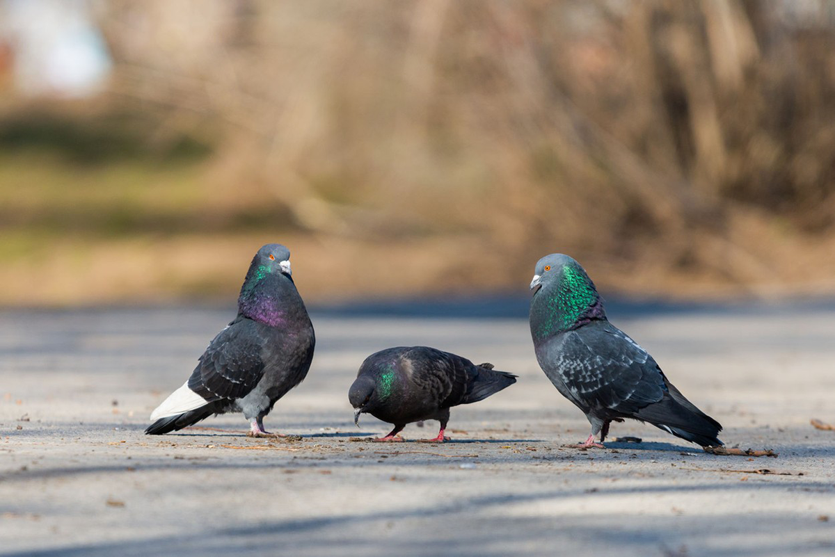 Neznámy páchateľ dáva pouličným holubom kovbojské klobúky