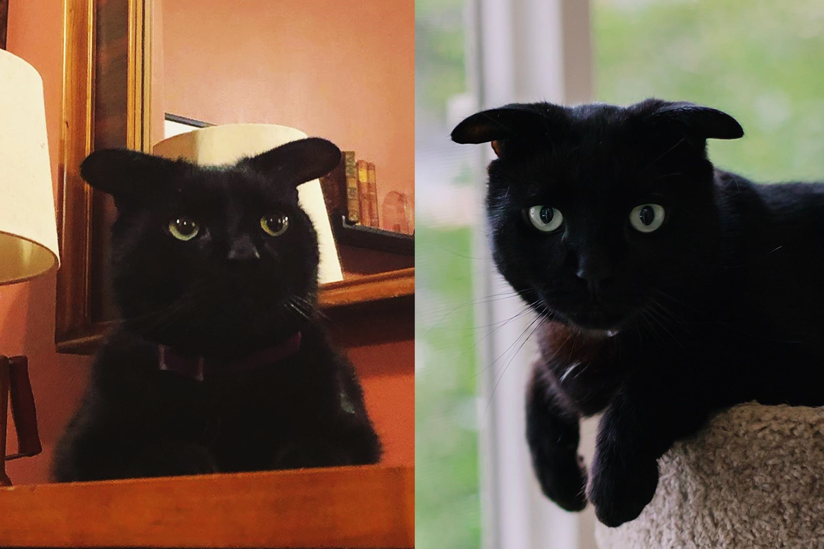 Krásny čierny kocúr Flathead má uši, aké si u mačky ešte nevidel