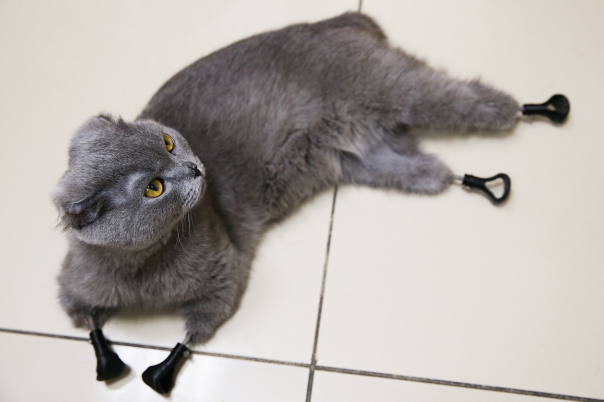 3D tlačiareň vrátila ruskej mačke schopnosť chôdze