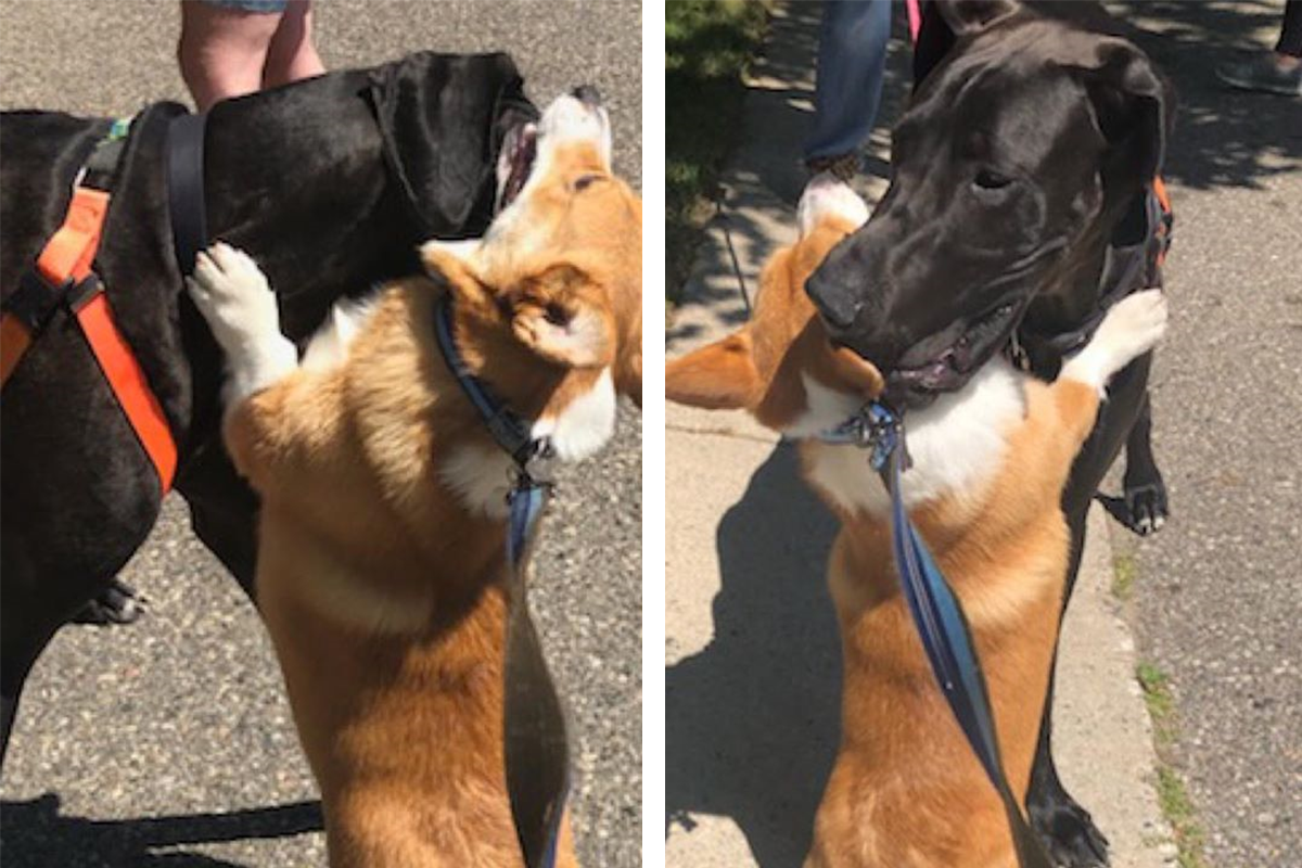 Roztomilý corgi na prechádzke objíma iných psíkov. Ľudia na internete si ho zamilovali