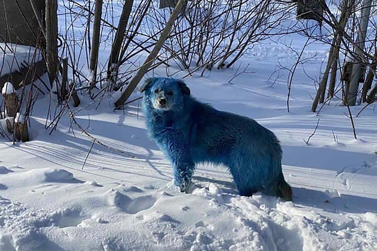 Pri opustenej továrni v Rusku sa objavili túlavé psy modrej farby