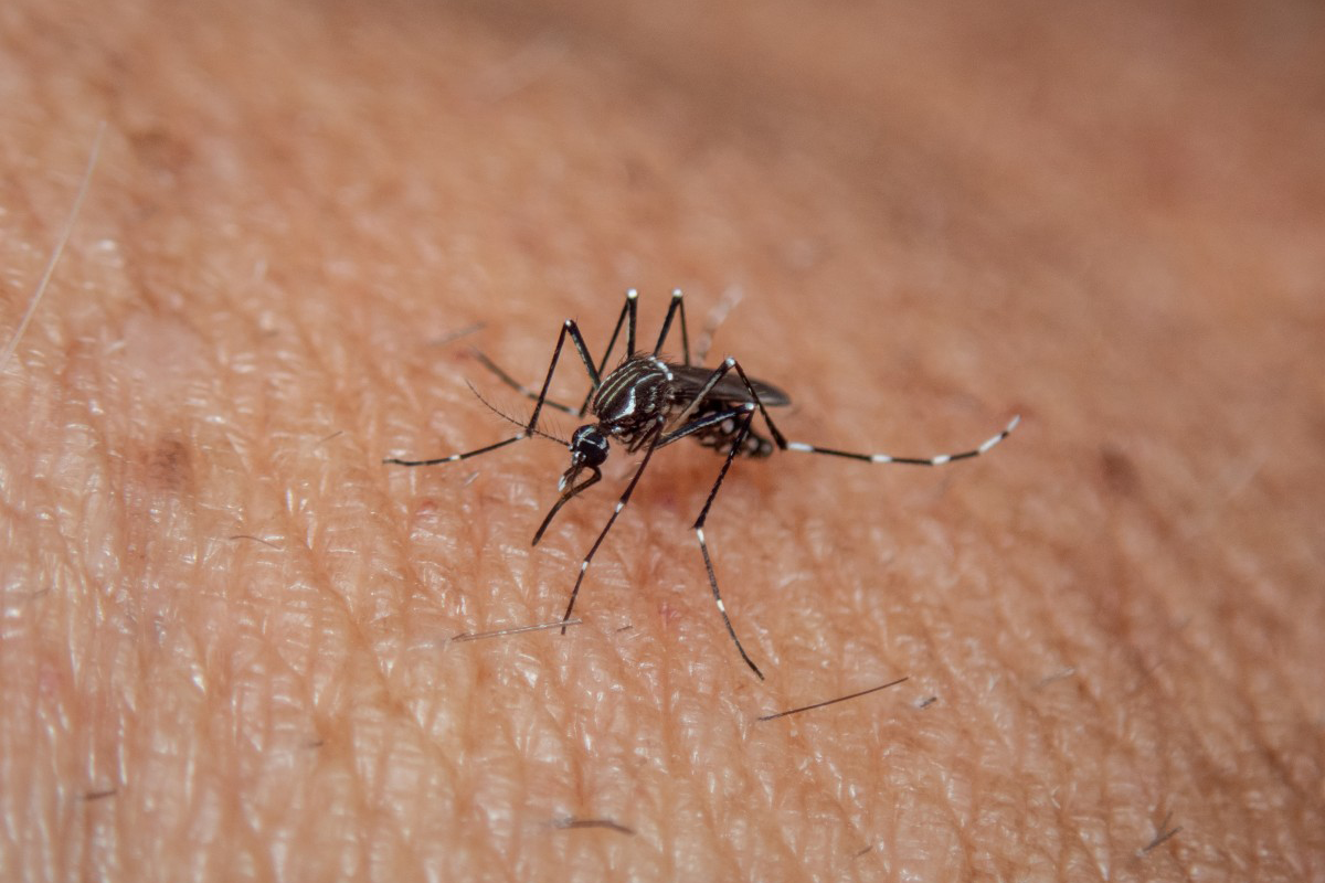 Muž, ktorého prdy zabíjajú komáre, v sebe skrýva kľúč k silnému repelentu