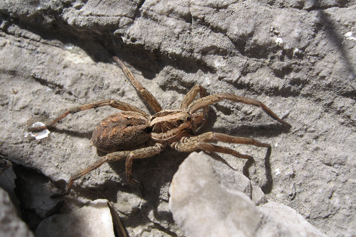 Obľúbená letná destinácia Slovákov sa stala domovom najväčších pavúkov v Európe