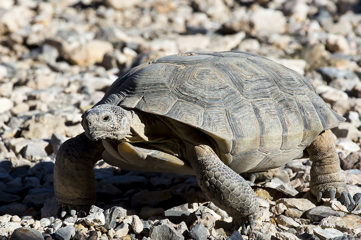 Najstaršia domáca korytnačka oslavuje svoje 121. narodeniny