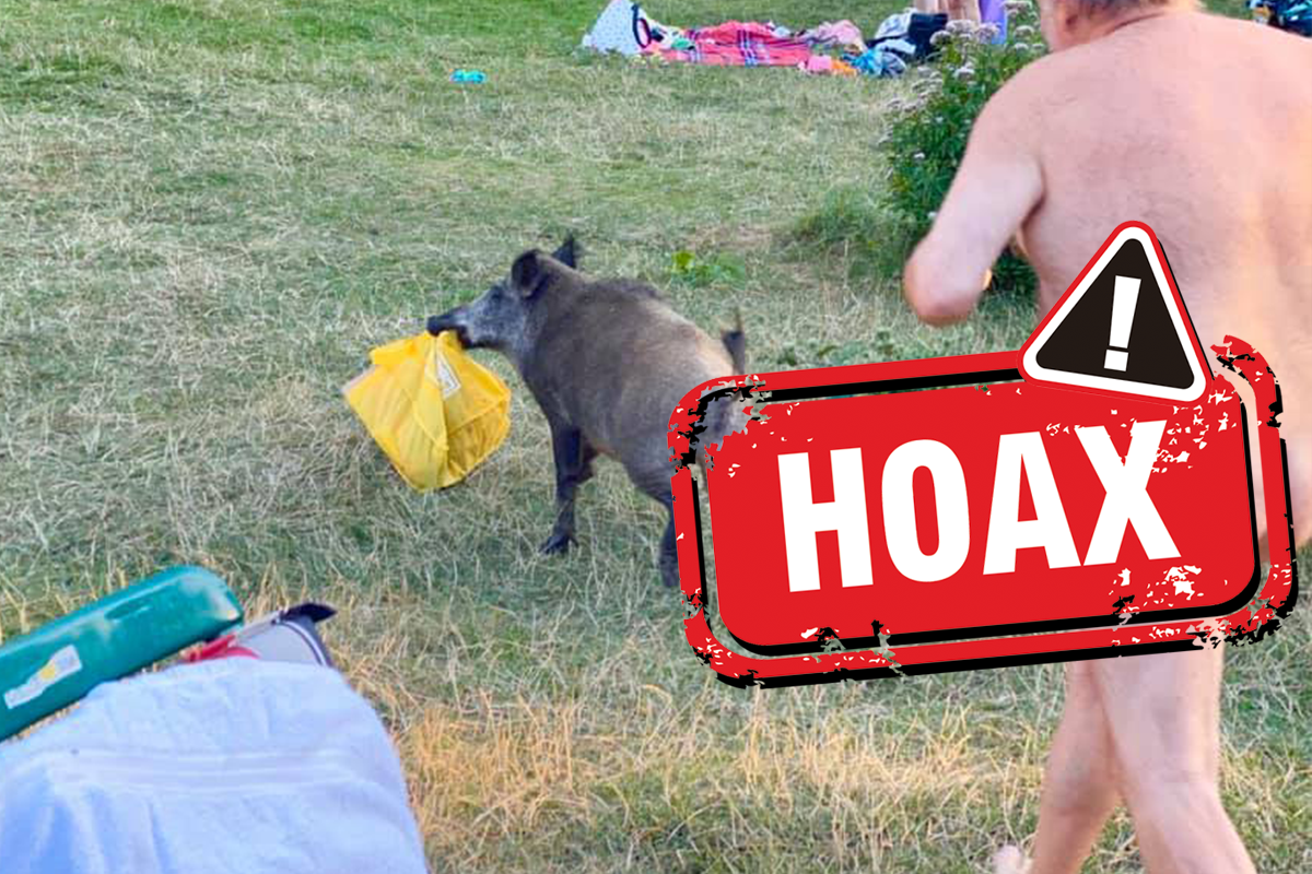 Slovenský internet naletel hoaxu o nahom mužovi, ktorý naháňal divú sviňu
