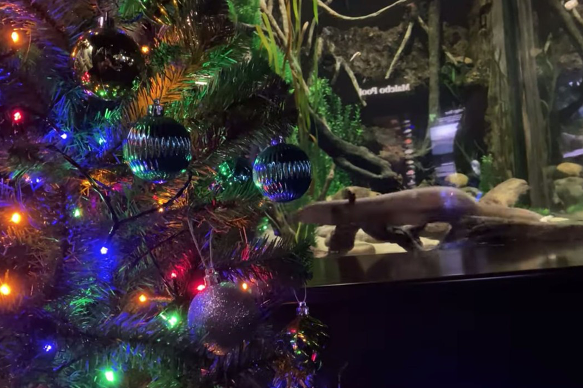 Fantastické divadlo: elektrický úhor dokáže rozsvietiť vianočný stromček