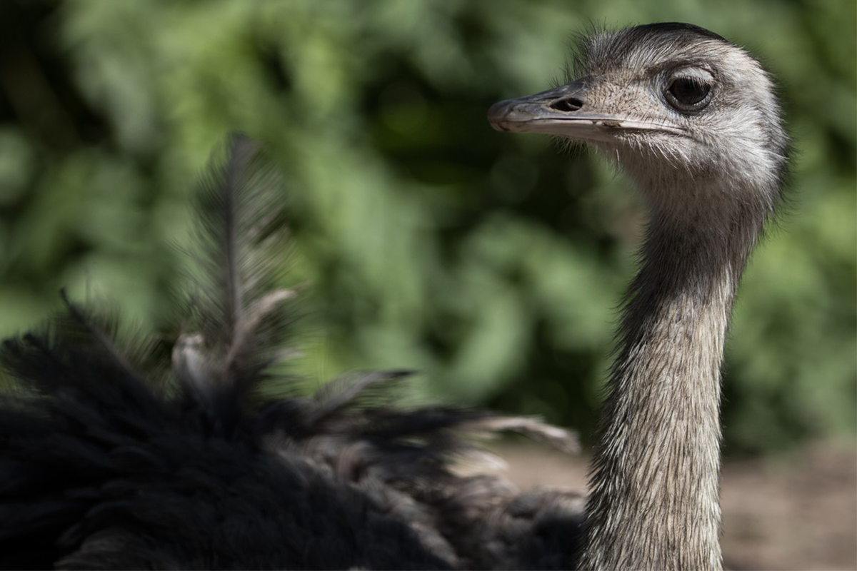 Austrálsky hostinec zakázal vstup pre emu za ich zlé správanie sa