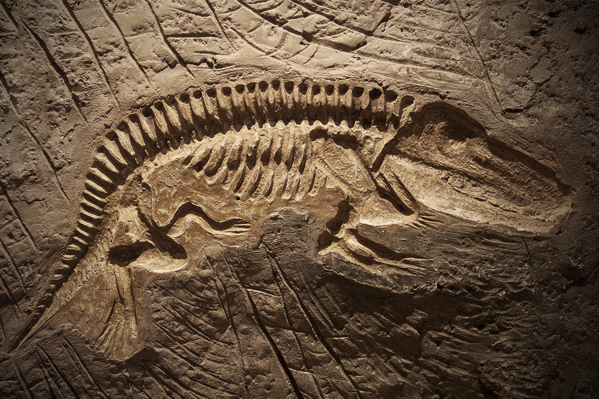 Dievčatko objavilo pri prechádzke neuveriteľný nález: 220 miliónov rokov starú fosíliu dinosaura