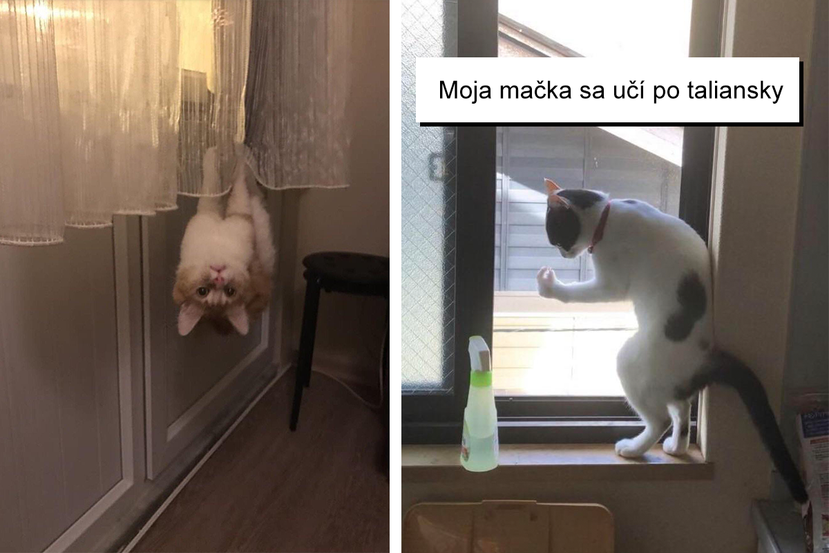 Keď sa mačky pokazia: Fotky mačiek, ktoré ťa svojimi vylomeninami pobavia