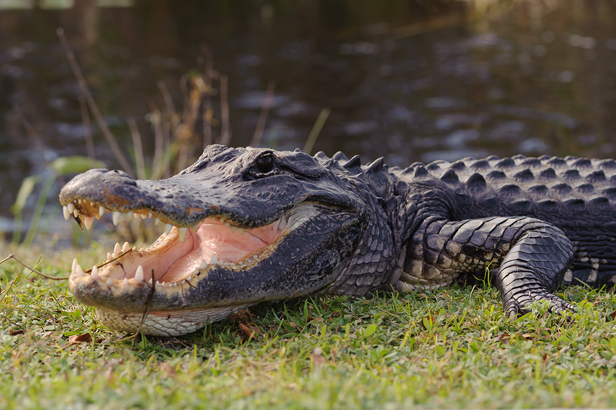 Floriďan sa snažil vyhodiť živého aligátora na strechu. Chcel mu 