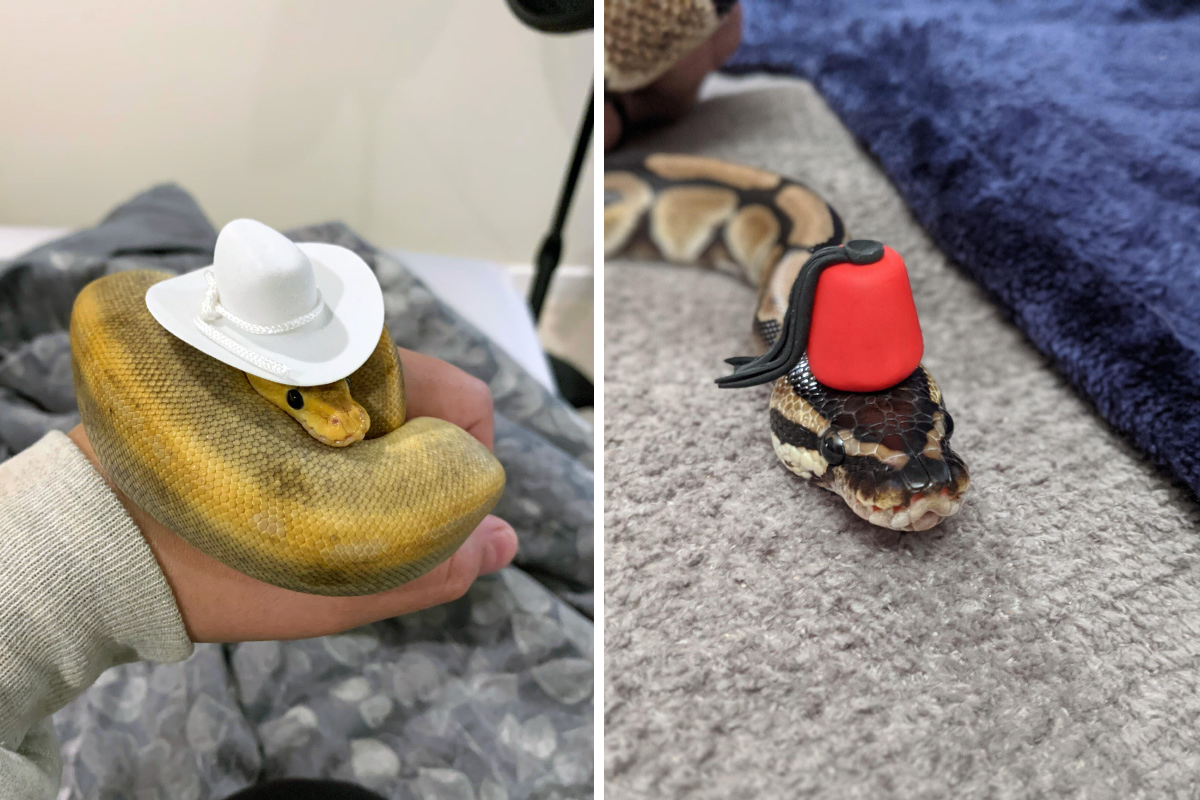 Na internete vznikla komunita ľudí, ktorá svojim hadom vyrába čiapky. Veď prečo nie?