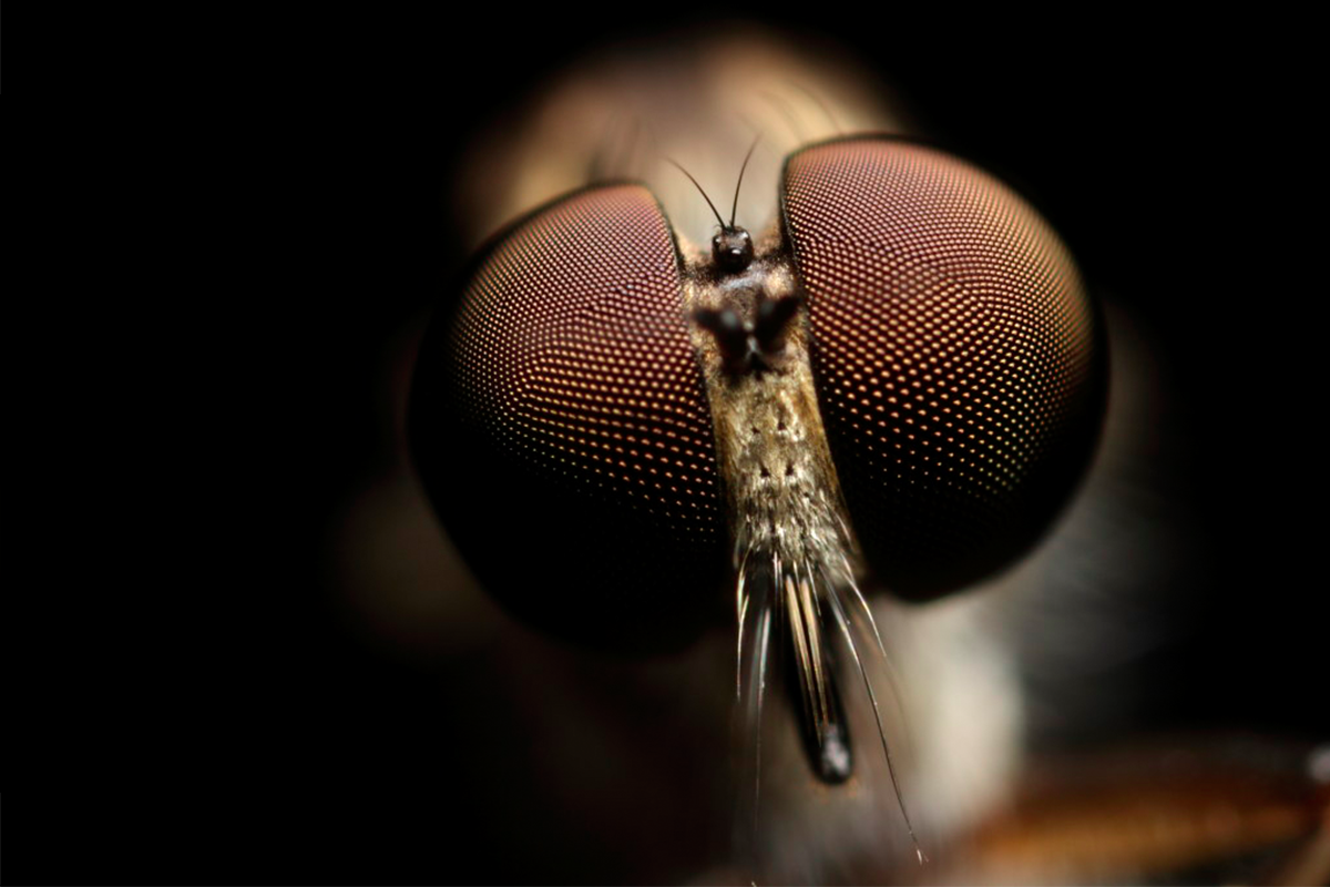 Tieto neuveriteľne detailné makro fotografie hmyzu ti naženú zimomriavky