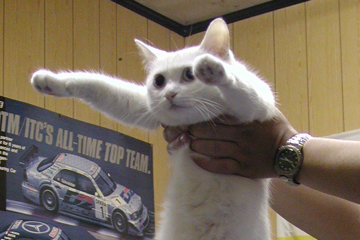 Zomrela mačka Nobiko, ktorá bola známa z obľúbeného meme Longcat