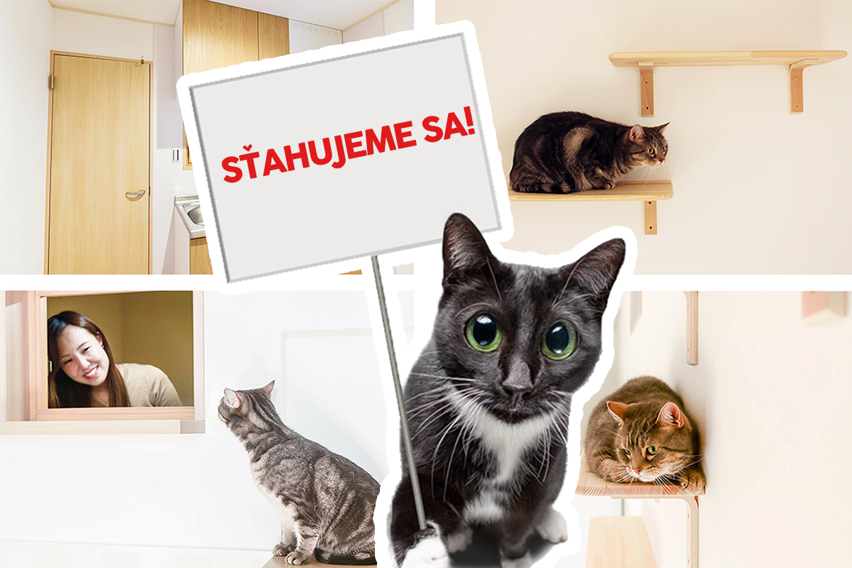Japonská firma navrhla dokonalý byt pre majiteľov mačiek
