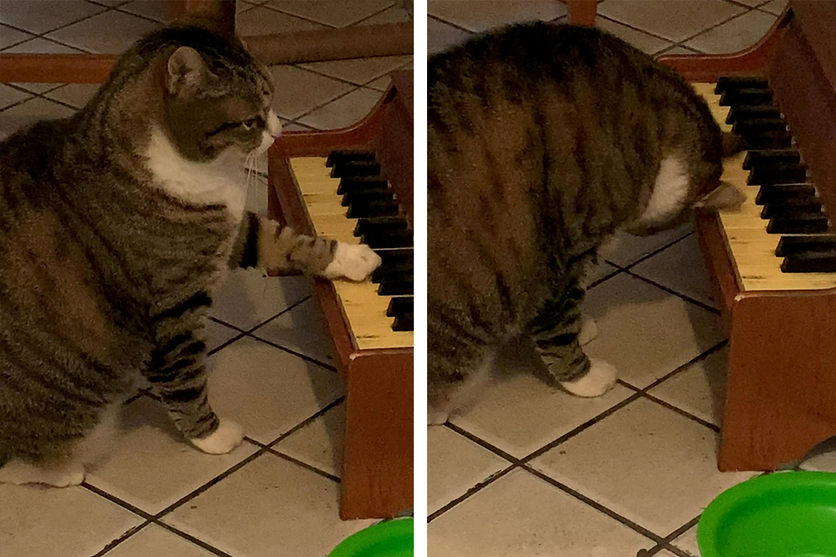 Majiteľka naučila svojho kocúra hrať na klavíri ako signál, že je hladný