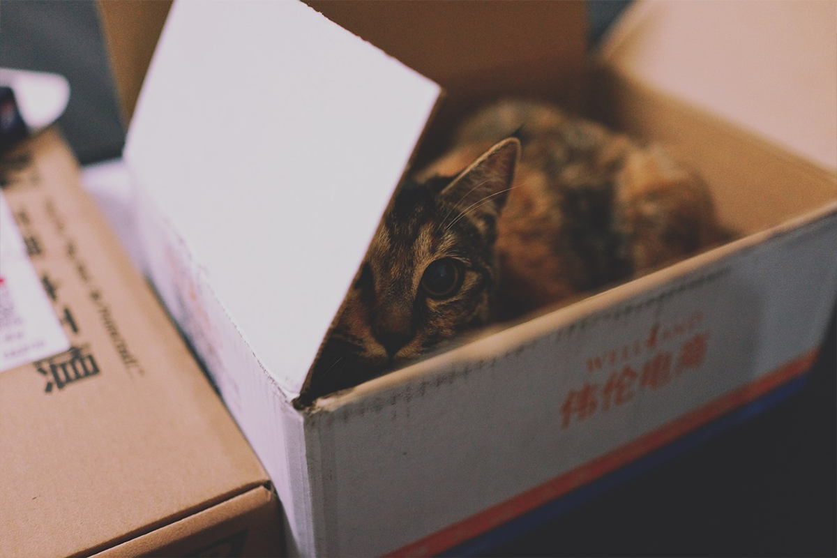 Prečo sa mačky schovávajú do kartónových škatúľ a iných predmetov? Vedci majú odpoveď