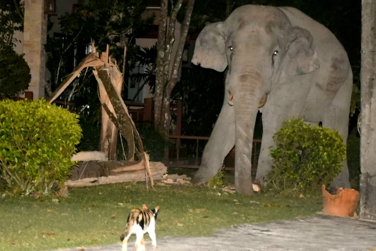 Bojovne naladený kocúr odplašil slona, ktorý vstúpil na jeho teritórium