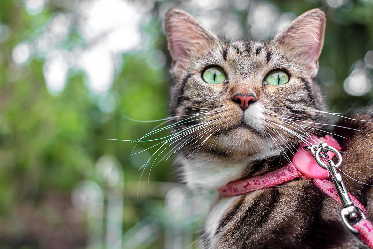 Mačky v Austrálii si budú pravdepodobne musieť zvykať na vôdzku