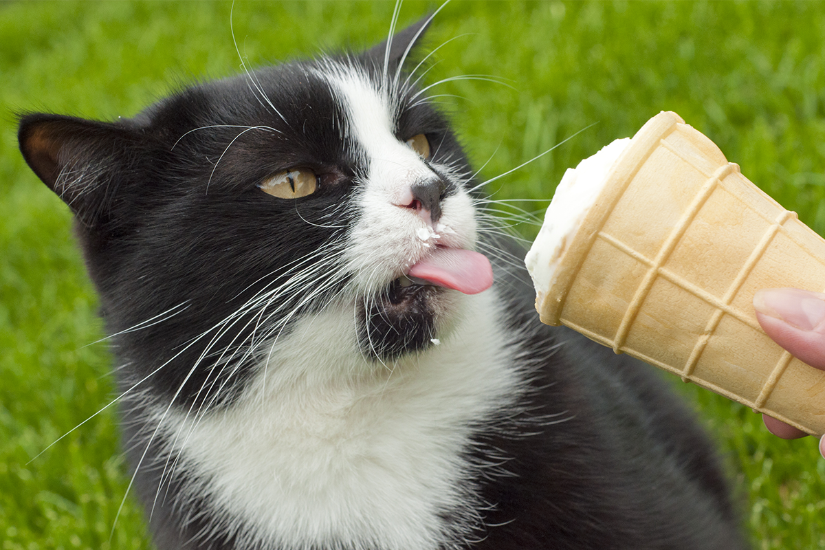 Mačka ochutnala prvýkrát zmrzlinu. Video jej reakcie sa stalo virálom