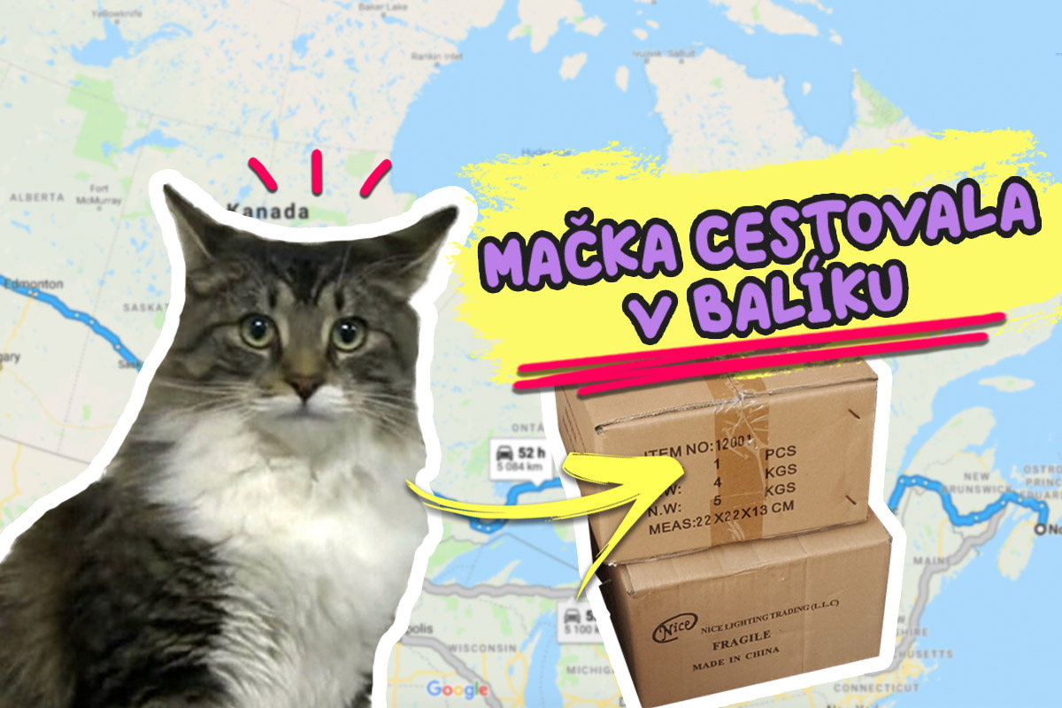 Mačka vliezla do krabice a urobila si tak viac ako 1000-kilometrový výlet od domu