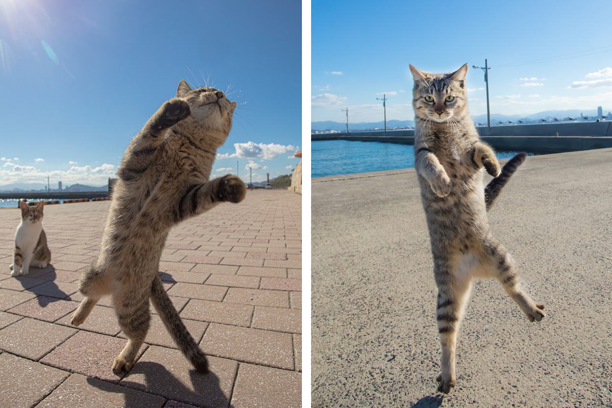 Japonský umelec si našiel neobvyklý koníček – fotí tancujúce mačky