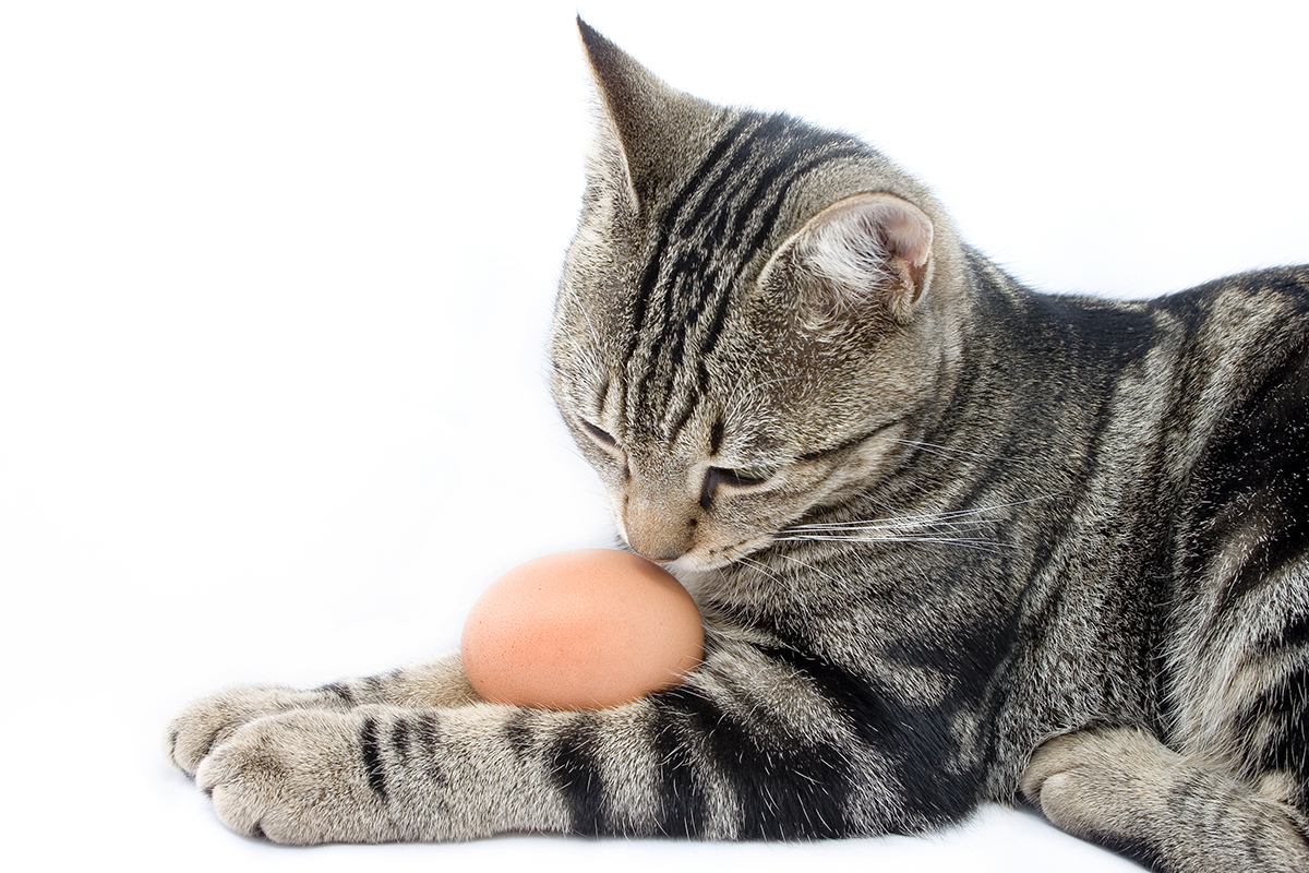 Nová zábavka mačacích majiteľov: Dávajú mačkám vajcia, aby videli ich reakciu