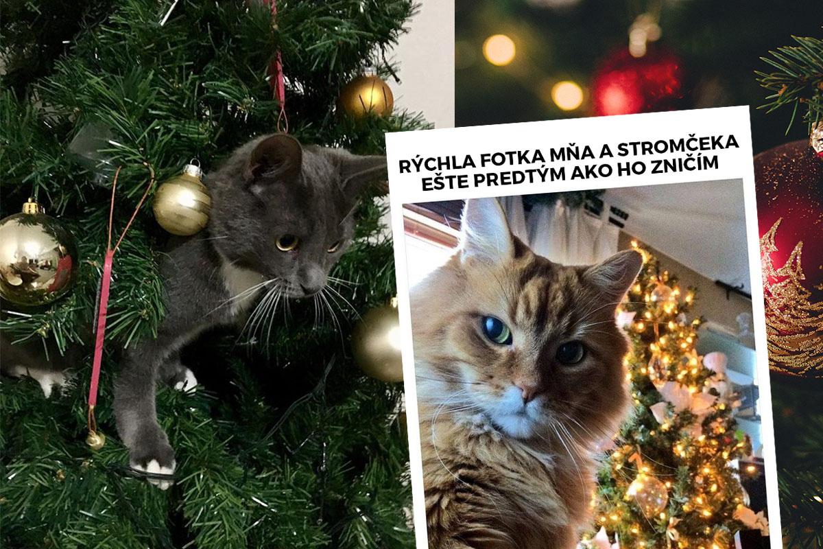 7 dôvodov, kvôli ktorým majú mačky Vianoce radšej ako ľudia