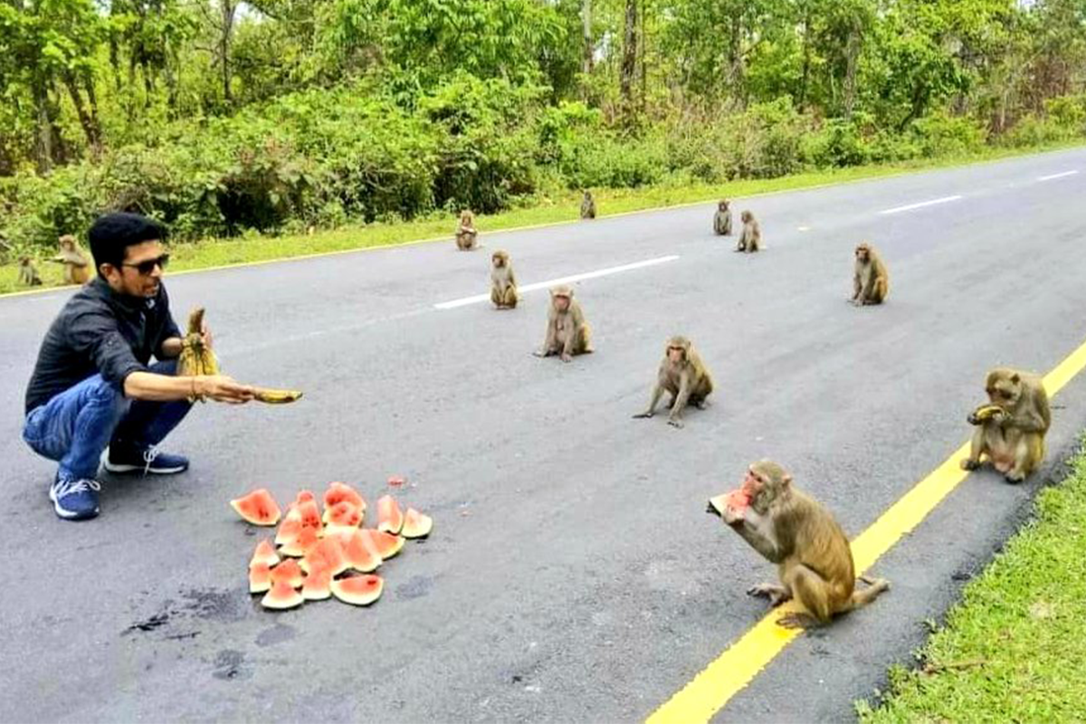 Tieto opičky nám idú príkladom, ako dodržiavať bezpečnú vzdialenosť