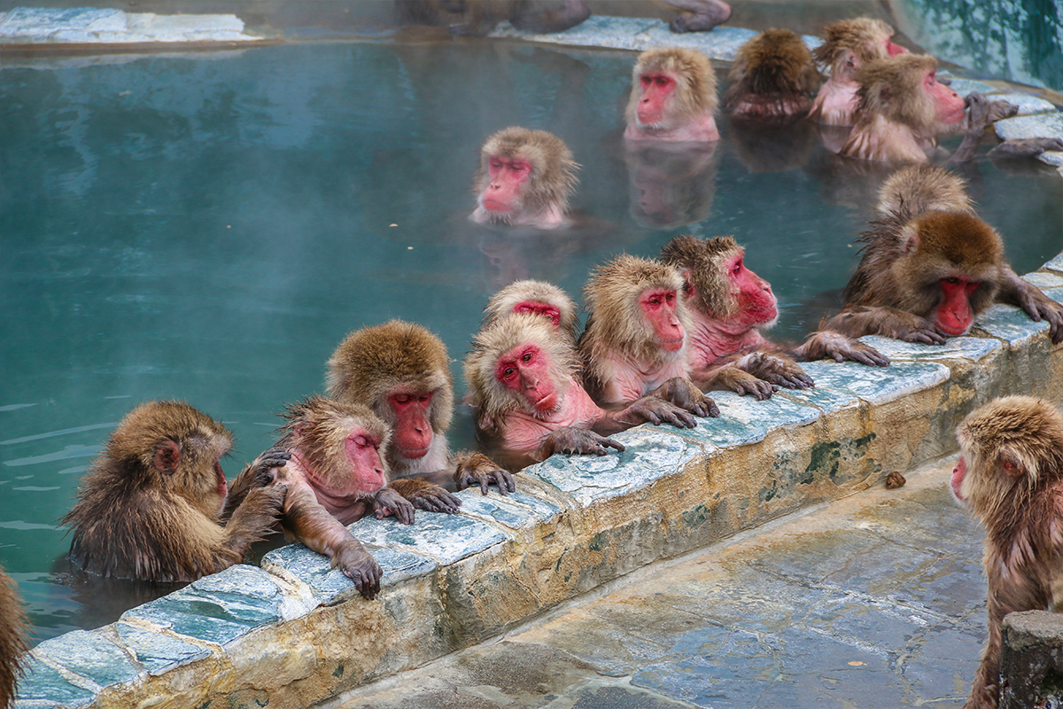 Samičky makaka japonského potrebujú pre svoje duševné zdravie pobyt v kúpeľoch