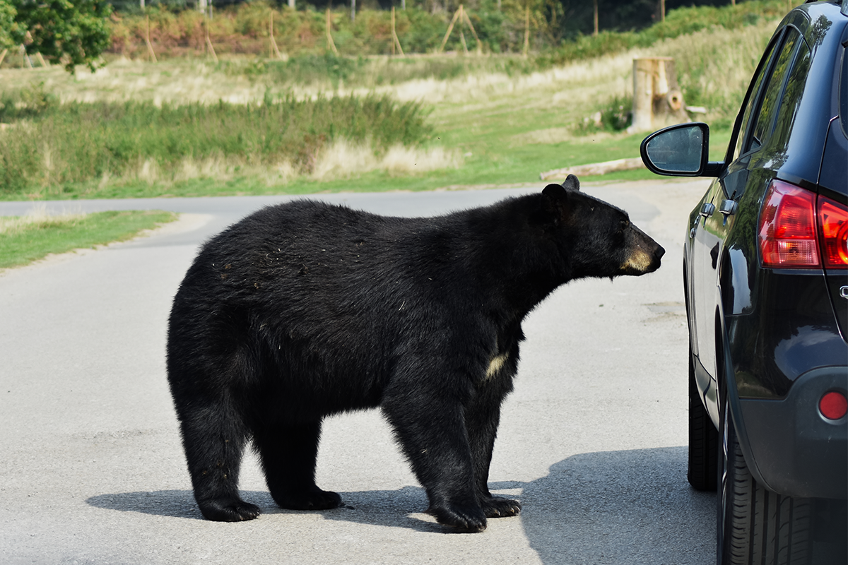 Po stretnutí s medveďom sa presvedčili, že aj v prírode treba auto zamykať