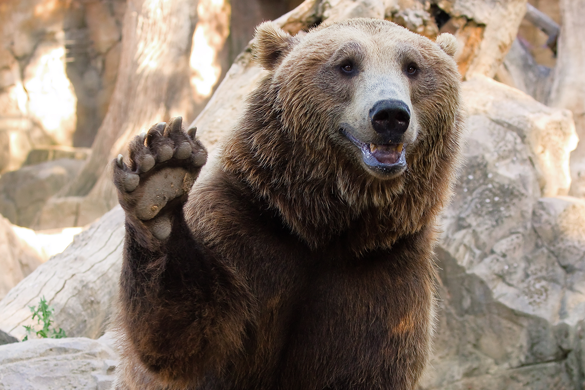 Medveď, ktorý skonzumoval 30 kg kokaínu, bude mať svoj vlastný film