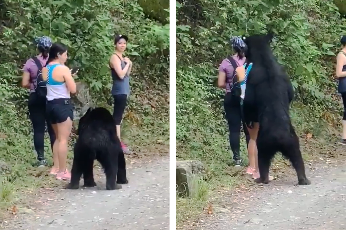 K žene počas prechádzky podišiel medveď. Namiesto paniky zachovala pokoj a urobila si s ním selfie