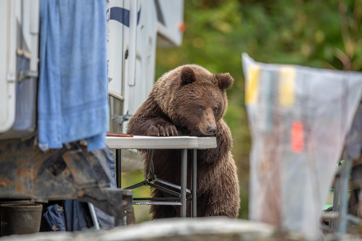 Rodina na pikniku zažila šok, keď sa k nim znenazdajky pridal medveď