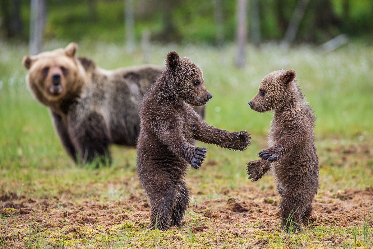 Tieto medvede sa rozhodli, že si spravia z pozemkov ľudí ihriská