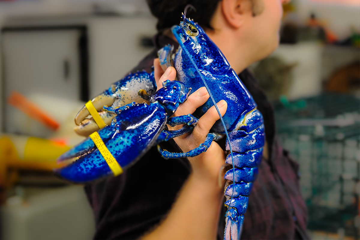V reštaurácii sa objavil vzácny modrý homár. Kuchár ho neuvaril, ale poslal do miestnej zoo
