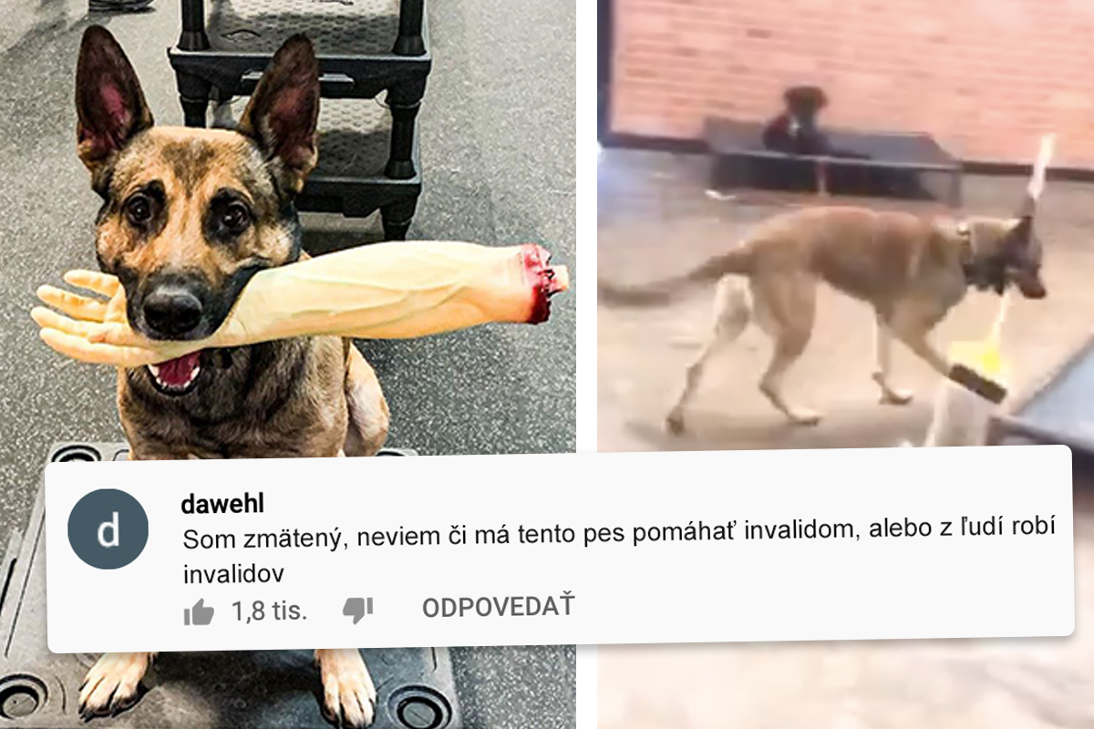 Toto je najhorší služobný pes a na jeho vrtochoch sa zabáva celý internet