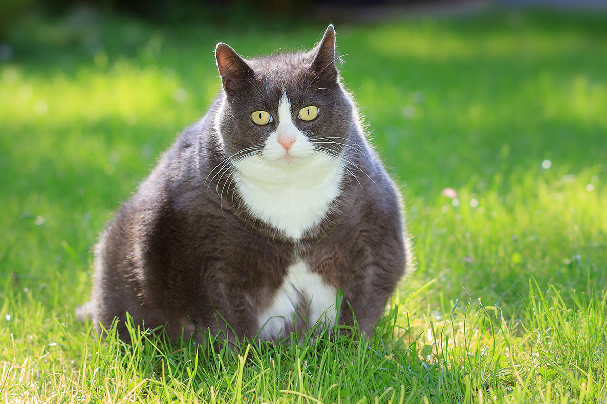 Aj mačky bojujú s nadváhou. Tieto obrázky pred a po chudnutí ťa prekvapia