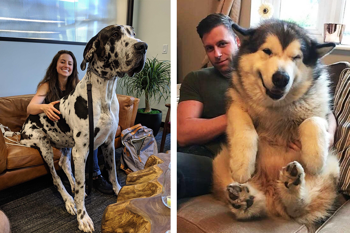 20 roztomilých obrázkov obrovských psov, ktorí odmietajú uznať, že už nie sú šteniatkami