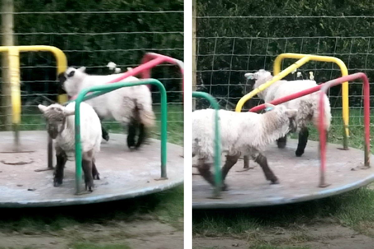 Ovečky sa počas karantény bavia na opustených kolotočoch v detských parkoch