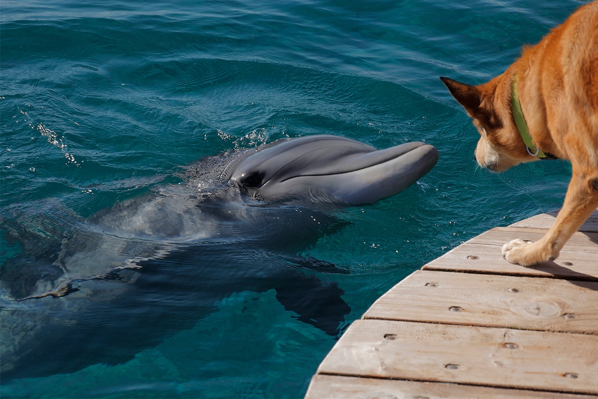 Internet dojíma krásne priateľské puto, ktoré vzniklo medzi psíkom a delfínom