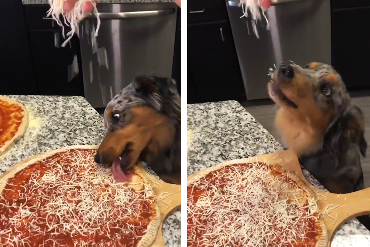 Ľudia sú znechutení virálnym videom, na ktorom pes olizuje pizzu počas prípravy