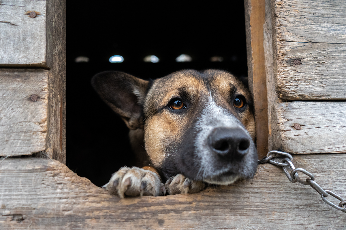 Držať psa na reťazi bude na Slovensku pravdepodobne čoskoro zakázané